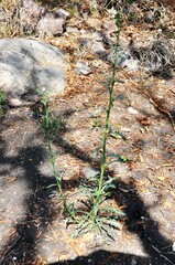 Psilactis brevilingulata