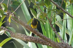 Icterus prosthemelas