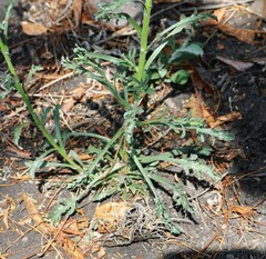 Psilactis brevilingulata