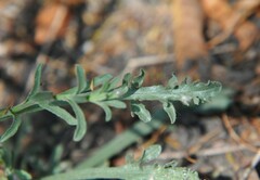 Psilactis brevilingulata