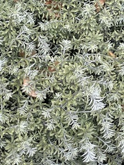 Westringia fruticosa