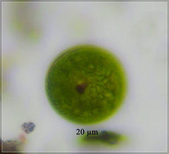 Lepocinclis salina