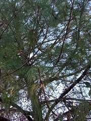 Pinus montezumae