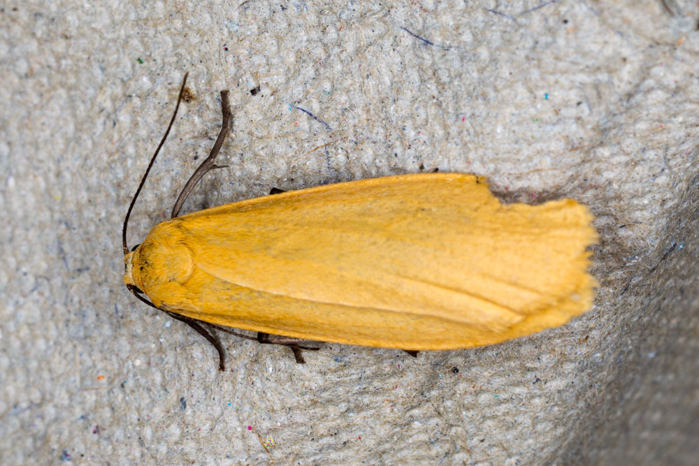 Orange Footman