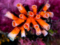 Cladopsammia gracilis