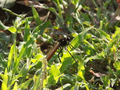 Archilestris magnificus