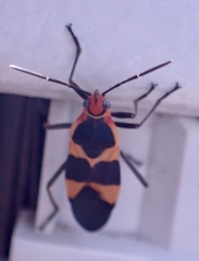 Oncopeltus sandarachatus