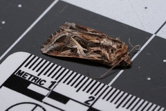Spodoptera pulchella