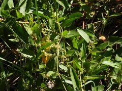Muehlenbeckia sagittifolia