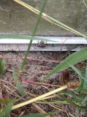 Eleutherodactylus campi