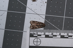Spodoptera pulchella