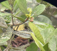 Clusiaceae