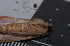 Spodoptera pulchella