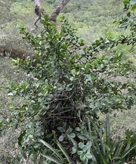 Clusiaceae