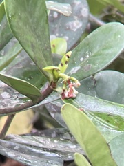 Clusiaceae