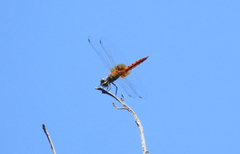 Aethriamanta nymphaeae