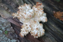 Hericium americanum