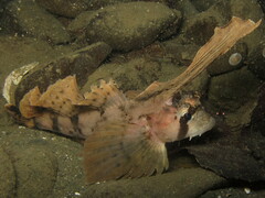 Nautichthys oculofasciatus