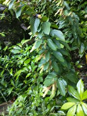 Flemingia strobilifera