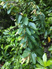 Flemingia strobilifera