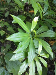 Costaceae