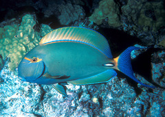 Acanthurus dussumieri