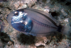 Acanthurus