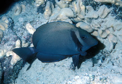 Acanthurus leucopareius