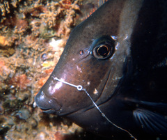 Acanthurus leucopareius