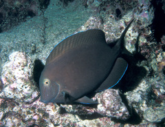 Acanthurus nigroris