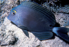 Acanthurus nigroris