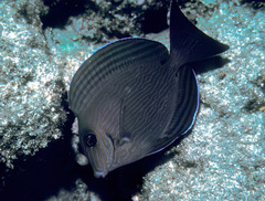 Acanthurus nigroris