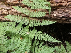 Hypolepis millefolium