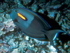 Acanthurus olivaceus