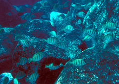 Acanthurus triostegus sandvicensis