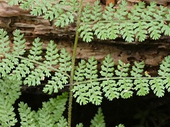 Hypolepis millefolium