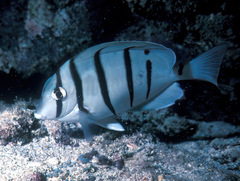 Acanthurus triostegus sandvicensis
