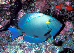 Acanthurus blochii