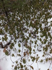 Rhododendron canadense