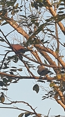 Streptopelia tranquebarica