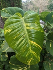 Epipremnum aureum