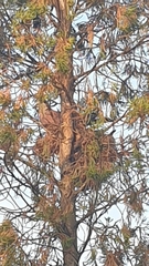 Streptopelia tranquebarica