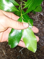 Planchonella costata