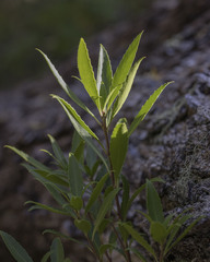 Maytenus magellanica