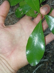 Planchonella costata