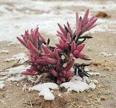 Suaeda calceoliformis