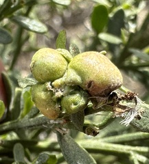 Rhopalomyia californica