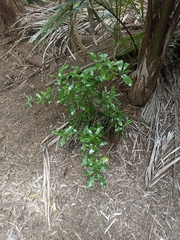 Planchonella costata