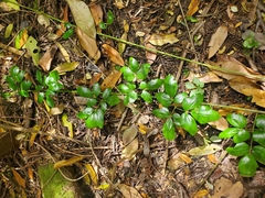 Lardizabala biternata