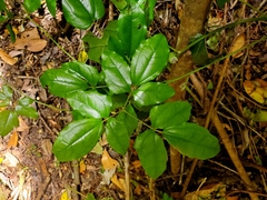 Lardizabala biternata